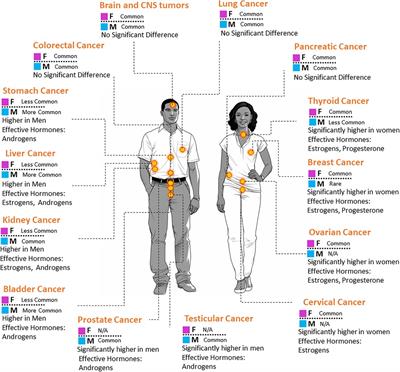 Sex-specific outcomes in cancer therapy: the central role of hormones